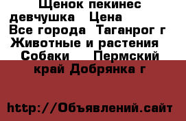 Щенок пекинес девчушка › Цена ­ 2 500 - Все города, Таганрог г. Животные и растения » Собаки   . Пермский край,Добрянка г.